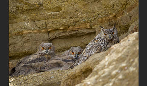 Uhu spec (Bubo bubo dauricus)