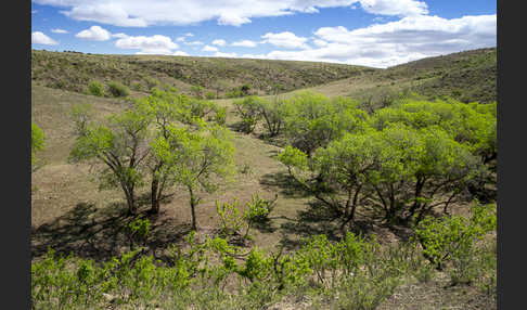 Mongolei (Mongolia)