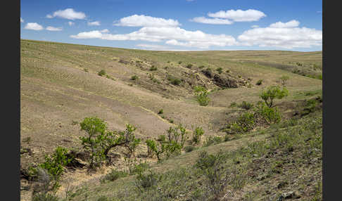 Mongolei (Mongolia)