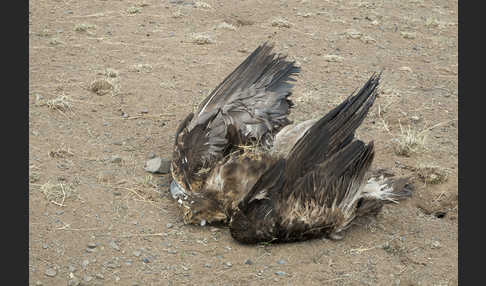 Steinadler (Aquila chrysaetos)