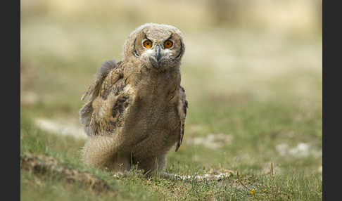 Uhu spec (Bubo bubo dauricus)