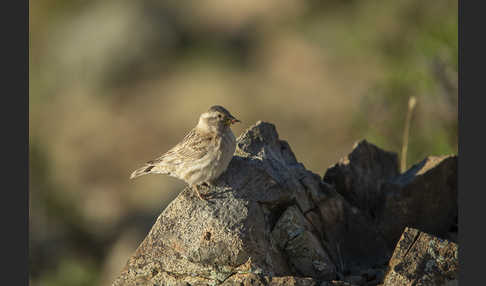 Steinsperling (Petronia petronia)