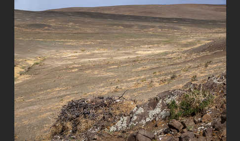 Steppenadler (Aquila nipalensis)