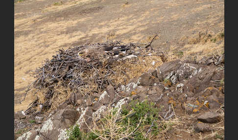 Steppenadler (Aquila nipalensis)