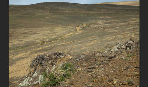 Steppenadler (Aquila nipalensis)