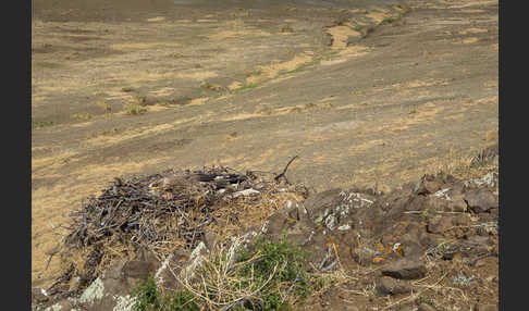 Steppenadler (Aquila nipalensis)