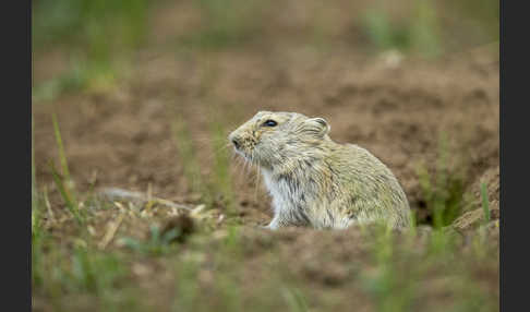 Brandt-Wühlmaus (Lasiopodomys brandtii)