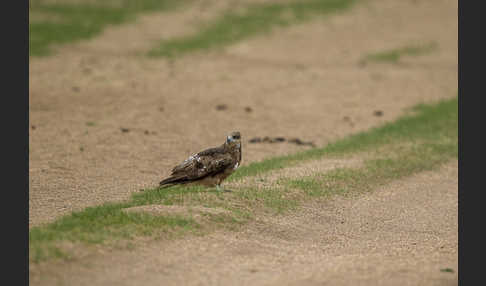 Schwarzmilan (Milvus migrans)