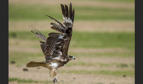 Schwarzmilan (Milvus migrans)