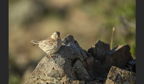 Steinsperling (Petronia petronia)