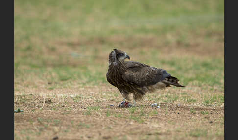 Schwarzmilan (Milvus migrans)