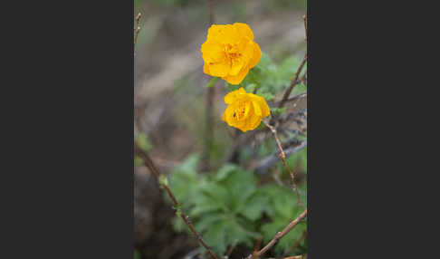 Trollblume spec (Trollius ledebouri)