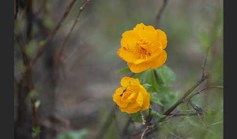 Trollblume spec (Trollius ledebouri)