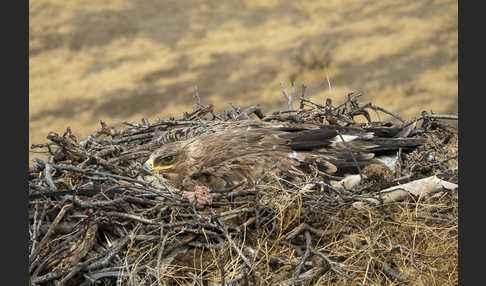 Steppenadler (Aquila nipalensis)