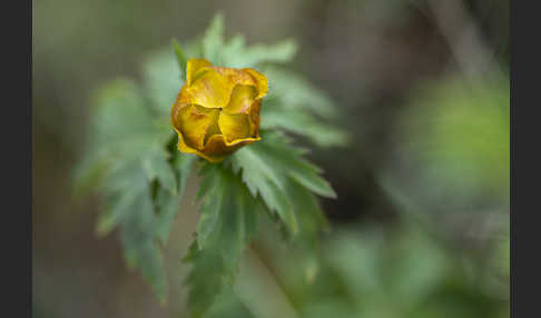 Trollblume spec (Trollius ledebouri)