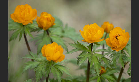 Trollblume spec (Trollius ledebouri)