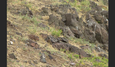 Uhu spec (Bubo bubo dauricus)