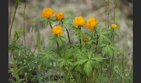 Trollblume spec (Trollius ledebouri)