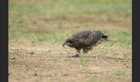 Schwarzmilan (Milvus migrans)