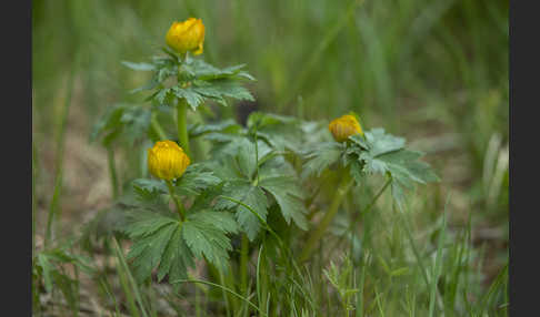 Trollblume spec (Trollius ledebouri)