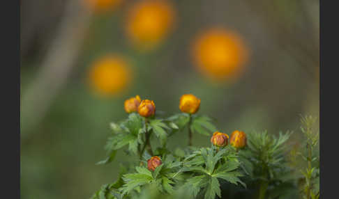 Trollblume spec (Trollius ledebouri)