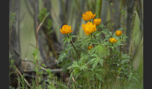 Trollblume spec (Trollius ledebouri)