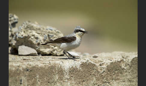 Steinschmätzer (Oenanthe oenanthe)