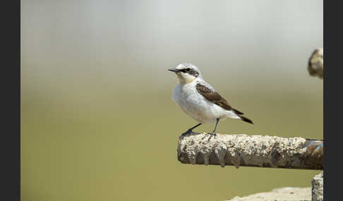 Steinschmätzer (Oenanthe oenanthe)