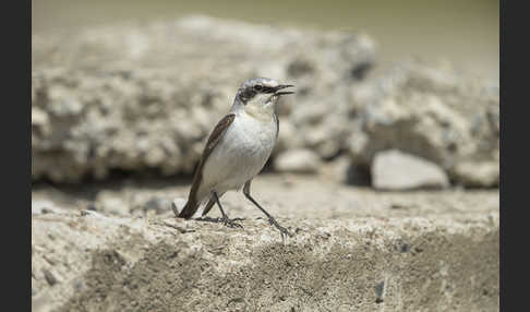 Steinschmätzer (Oenanthe oenanthe)