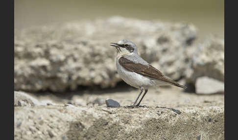 Steinschmätzer (Oenanthe oenanthe)