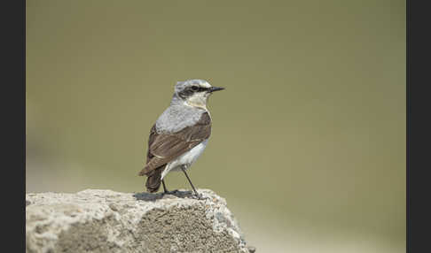 Steinschmätzer (Oenanthe oenanthe)