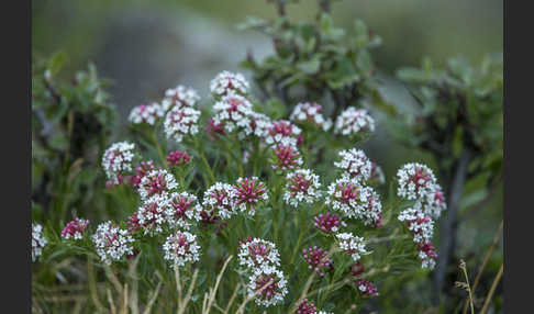 Stellera chamaejasme (Stellera chamaejasme)