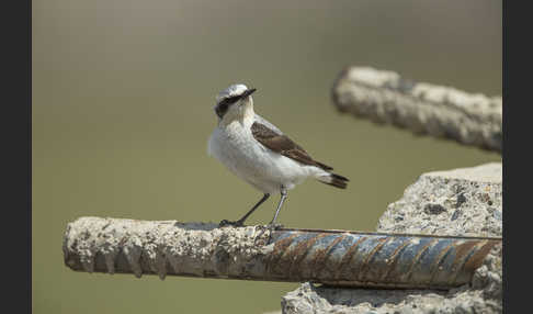 Steinschmätzer (Oenanthe oenanthe)