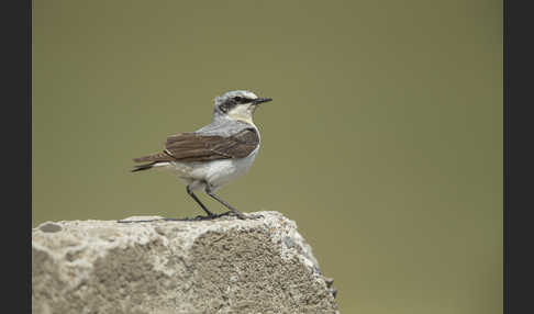 Steinschmätzer (Oenanthe oenanthe)