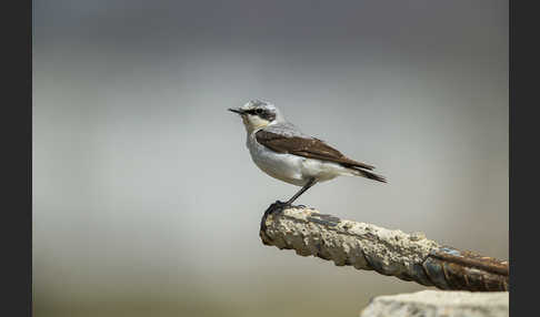 Steinschmätzer (Oenanthe oenanthe)