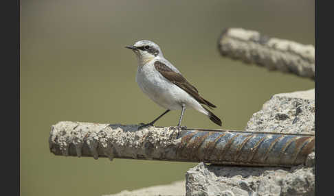 Steinschmätzer (Oenanthe oenanthe)