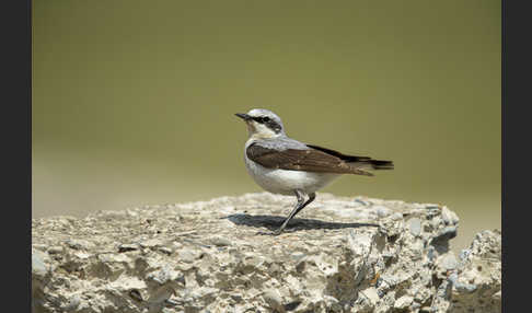 Steinschmätzer (Oenanthe oenanthe)