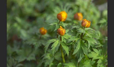 Trollblume spec (Trollius ledebouri)