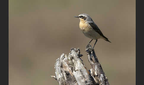 Steinschmätzer (Oenanthe oenanthe)