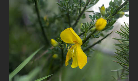 Besenginster (Cytisus scoparius)