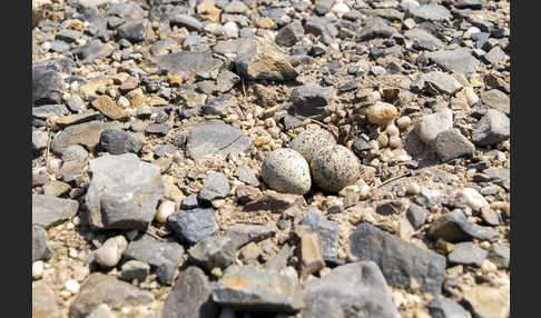 Flußregenpfeifer (Charadrius dubius)