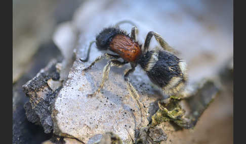 Europäische Ameisenwespe (Mutilla europaea)