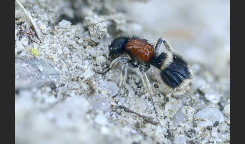 Europäische Ameisenwespe (Mutilla europaea)