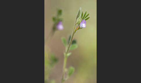 Wicke (Vicia spec.)