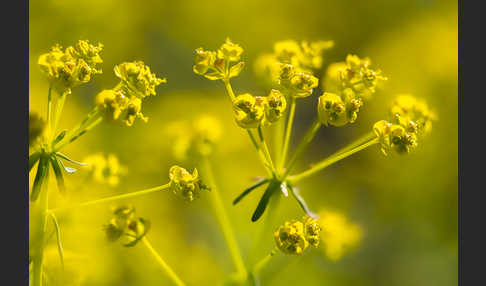 Zypressen-Wolfsmilch (Euphorbia cyparissias)