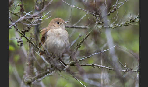 Nachtigall (Luscinia megarhynchos)