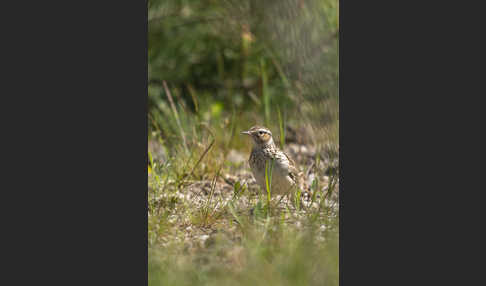 Heidelerche (Lullula arborea)