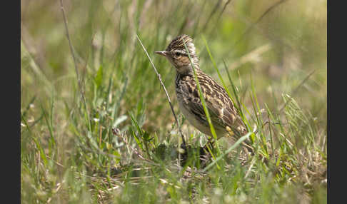 Heidelerche (Lullula arborea)