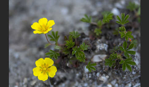 Frühlings-Fingerkraut (Potentilla tabernaemontani)