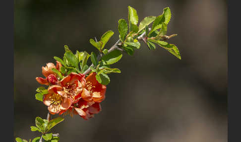 Chinesische Zierquitte (Chaenomeles speciosa)